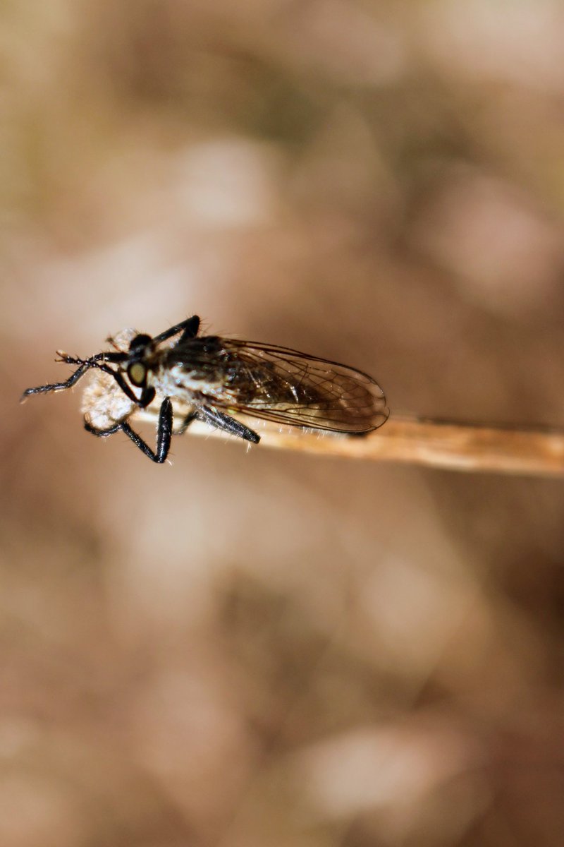 MineEin1's tweet image. Soyguncu sinekler (Robber fly) #Asilidae ailesine aittirler ve dünyanın her yerine dağılmış yaklaşık 6750 türü bulunmaktadır.

#Robberfly #hangitür