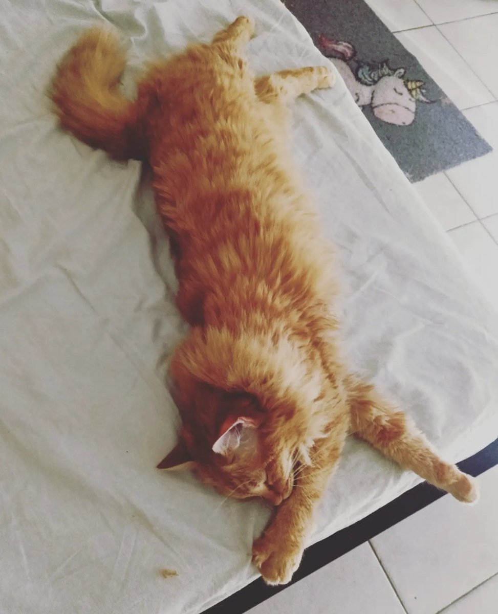 MrFox_86's tweet photo. "Dipingimi come una delle tue gatte francesi" - semicit.🐈🇫🇷
#Nem #FrenchModels #GattaClimatizzata #Nap #BirbanteEdition https://t.co/w94Urbhu7j