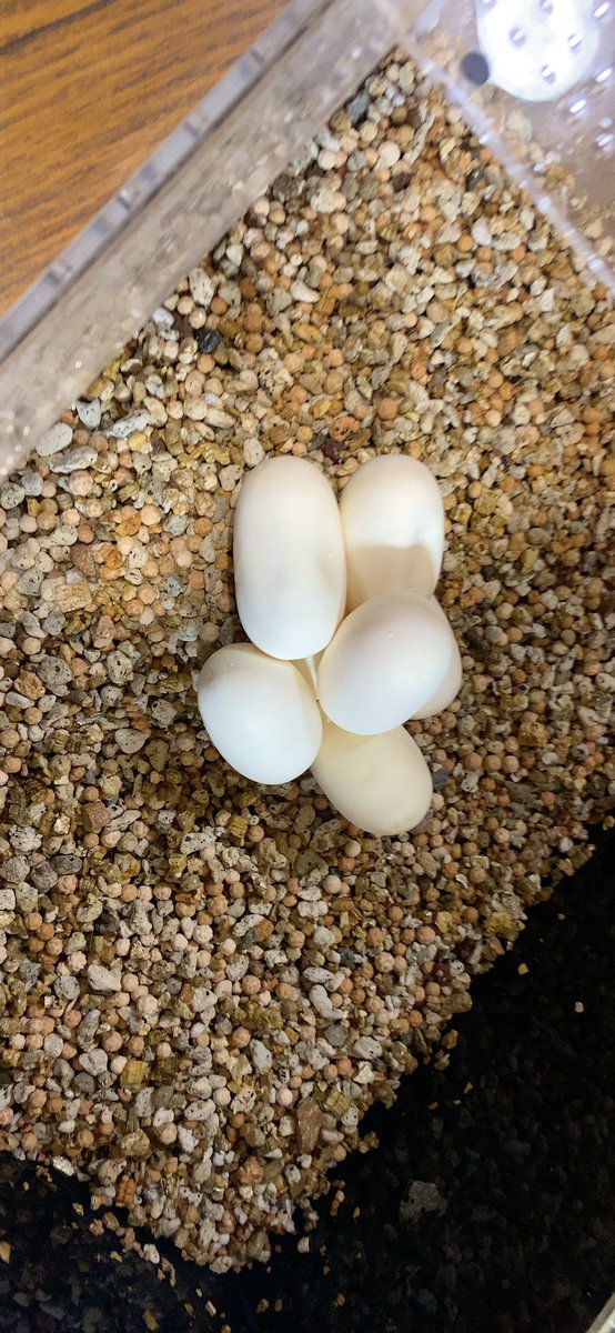 habaero946's tweet photo. アオダイショウ産卵www
#ダイヤモンドパイソン
#カーペットパイソン
#ボールパイソン
#diamondpython 
#グリーンパイソン
#アルバーティスパイソン
#アンゴラパイソン
#greentreepython
#エメラルドツリーボア
# https://t.co/fzsNlWoNta
