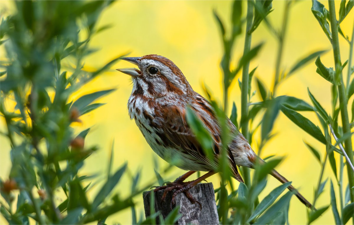 Here’s to sunshine Saturday before more rain Sunday in Vermont