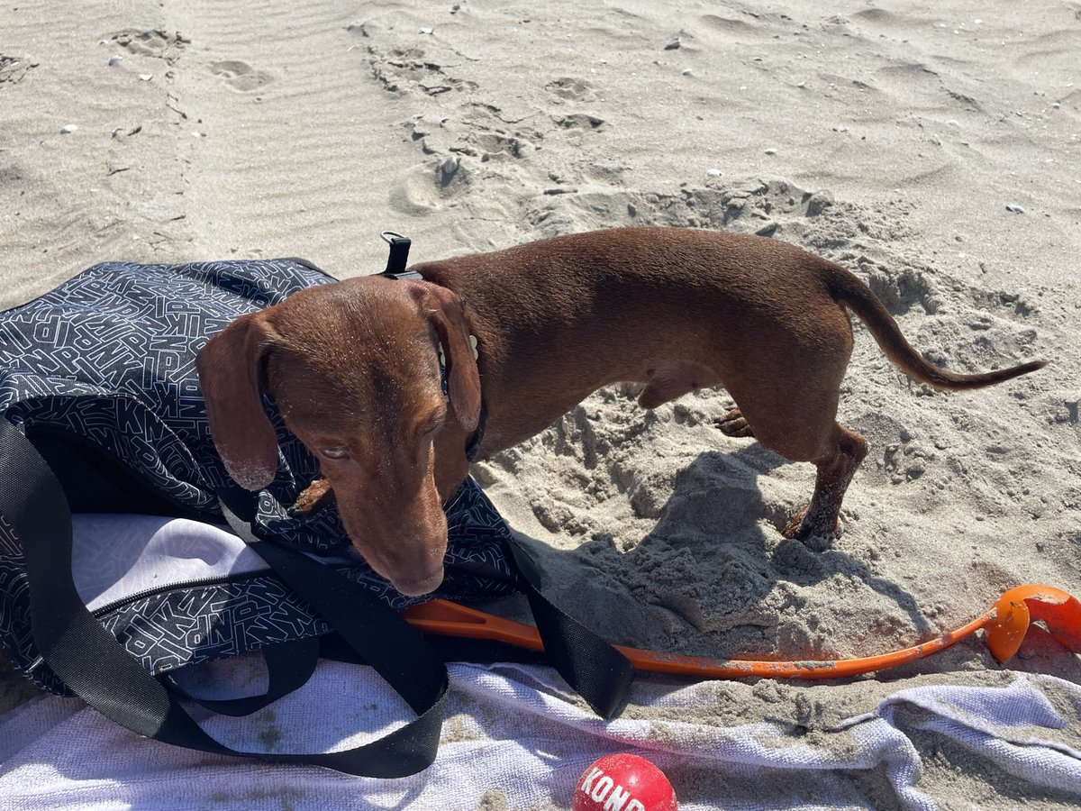 stridb's tweet photo. @dachshund_inc Lodewijck https://t.co/58sUlR5OT3