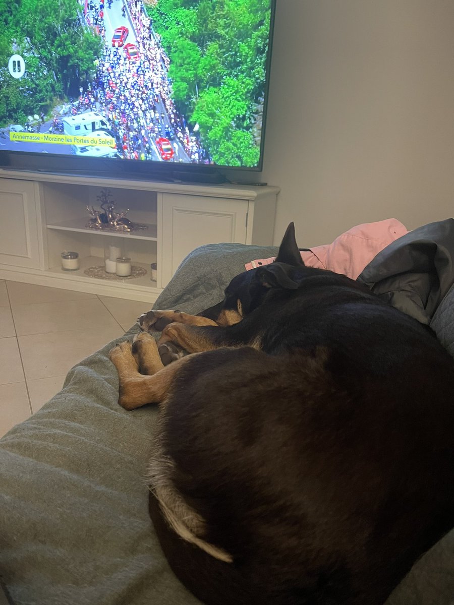 taylormadeonly1's tweet photo. #tourdog can’t watch anymore #CouchPeloton https://t.co/eFamtT5tuh