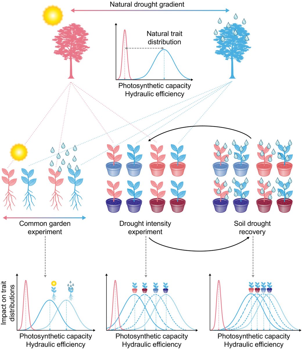 New Phytologist (@newphyt) on Twitter photo Tansley review: How woody plants adjust above- and below-ground traits in response to sustained drought
Lucy Rowland et al.
📖 ow.ly/fX5T50P9Ef8
<a href="/ExeterGeography/">ExeterGeography</a> Tansley review: How woody plants adjust above- and below-ground traits in response to sustained drought
Lucy Rowland et al.
📖 ow.ly/fX5T50P9Ef8
<a href="/ExeterGeography/">ExeterGeography</a>