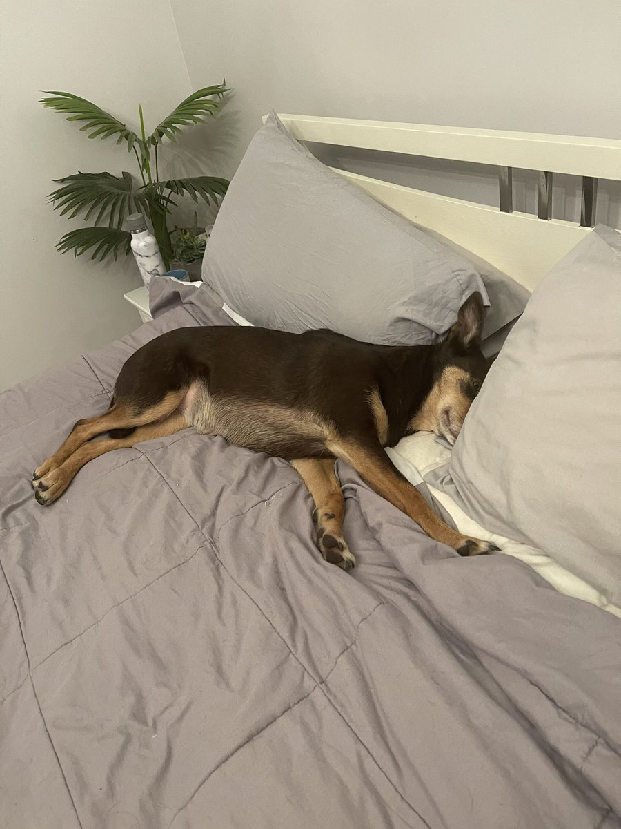taylormadeonly1's tweet photo. #bedpeloton for the other#tourdog #CouchPeloton https://t.co/0FpfDk49uF