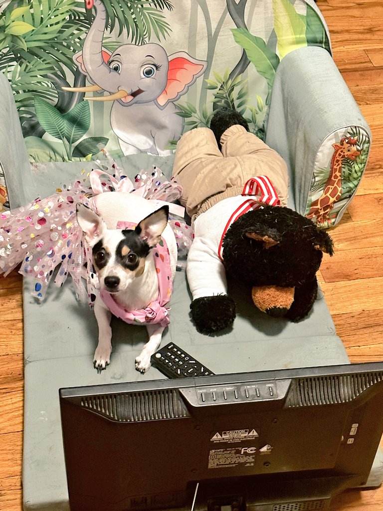 🐕 Its me, Mystery🐕
 It's my birthday!!! Here I am with my bestie watching TV. 
Yes, I'm Young, free and just turned 3!  @Dogsoftwiter @DogsofInstagram @DogsLifeMags @ABC7 @BrittanyBabc7 @mcharlesworth7
@mikemarzaABC7 #BigdogSunday #teddybear #jackrussellmix #lifestyle