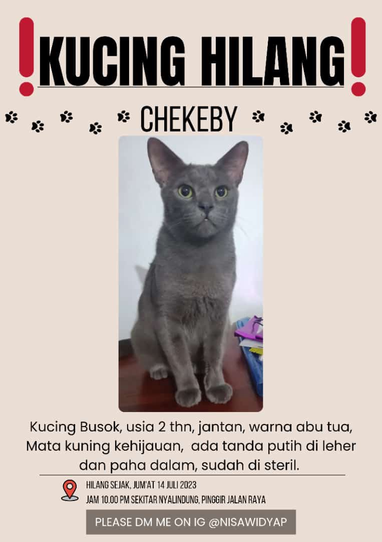 Mochimollyy's tweet photo. HELP RT / KUCING HILANG. Dicari kucing hilang daerah nyalindung bandung barat pinggir jalan 🙏 Hilang dari tadi malam pukul 10 . Detailnya ada di gambar. Tolong bgt buat yg liat ya, terima kasih banyakk https://t.co/aI7QIqDlVJ