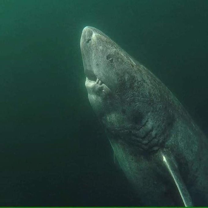 Rainmaker1973's tweet photo. In 2016, a study based on 28 Greenland sharks determined by radiocarbon dating of crystals within the lens of their eyes, that the oldest of the animals that they sampled had lived for 392±120 years and was consequently born between 1504 and 1744 

[more: https://t.co/qAhTSDRWeU] https://t.co/QkcGiZJp68