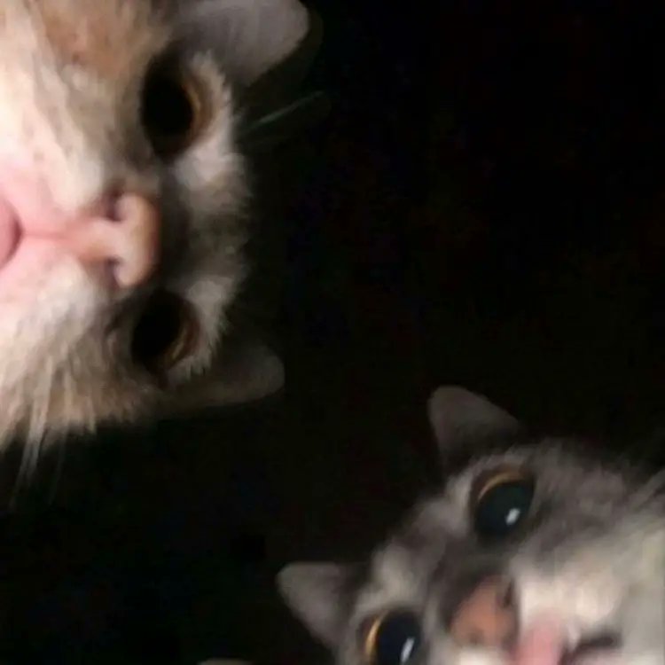 We will always be here for these two cats 🖤💙

#WhyAreYouStillHereBubbles
FOREVER BIBLEBUILD