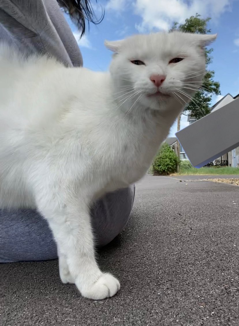 stinky the cate says trans rights!!! 🏳️‍⚧️ tweet media
