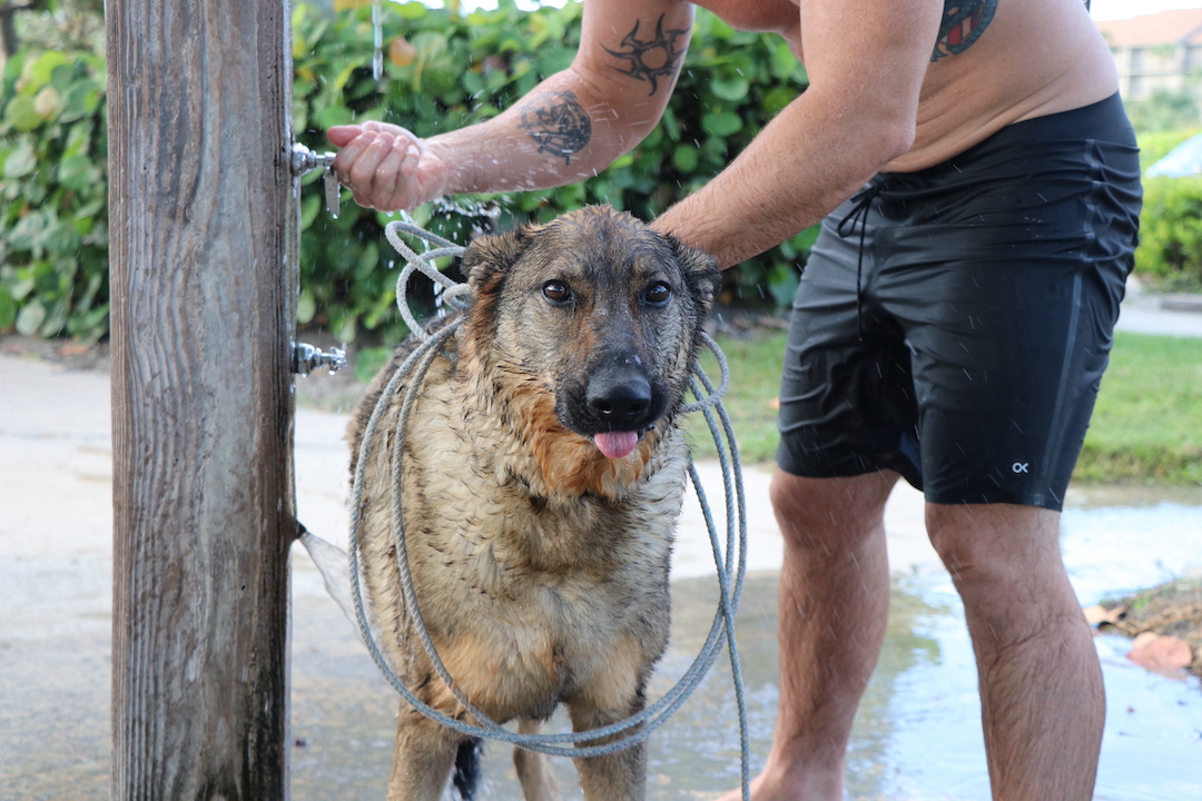 JupiterDogBeach's tweet photo. Shower time at Jupiter Dog Beach! 🫧 🧼  

#FriendsofJupiterBeach #JupiterDogBeach #DogsofJupiterBeach #BeachDogs #JupiterPups #JupiterFlorida #JupiterDogs https://t.co/XKBF0iARvi