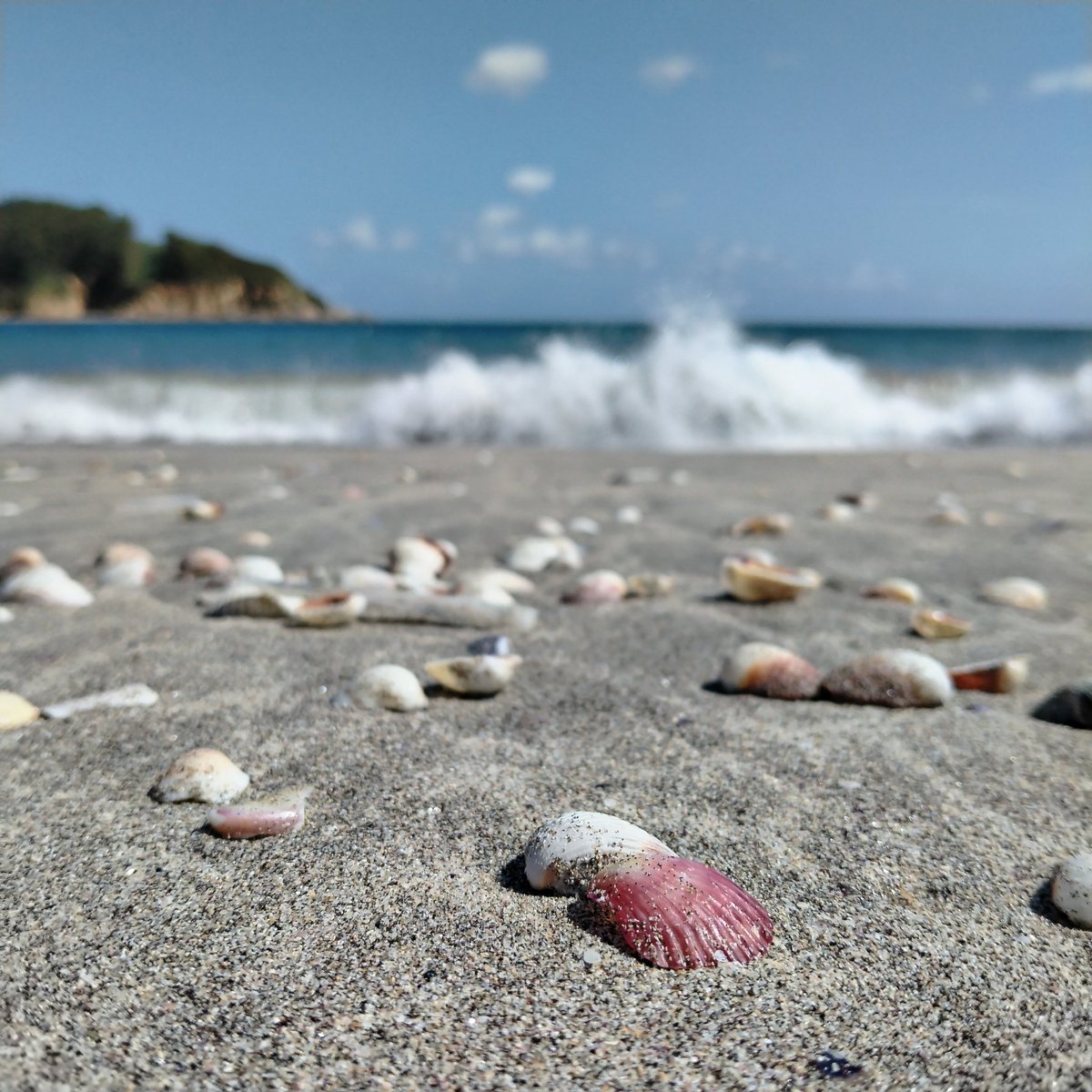 I got lucky with the waves crashing a bit in the background.

Really liked the red shell.

#naturePhotography