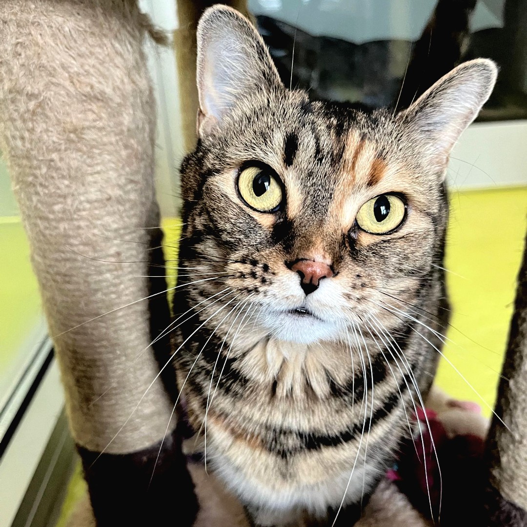 Nancy is the prettiest girl 😻

#cotsdogscats #rescuecat #catsoftwitter #rescuecatsoftwitter #rescuebestbreed #adoptdontshop #adoptable #gloucestershire #stroud #dursley #catlover #catmum #tabby