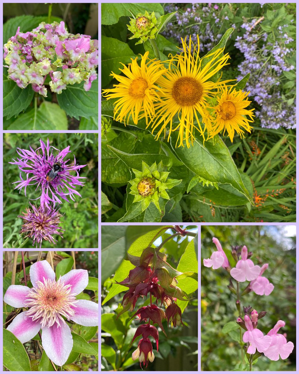 ElizAthertonSop's tweet photo. Lots of loveliness around for #SixOnSaturday this week, despite the torrential rain.
#Hydrangea #Inula #Salvia #Lycesteria #Clematis #Monarda https://t.co/PtV4f3jiv7