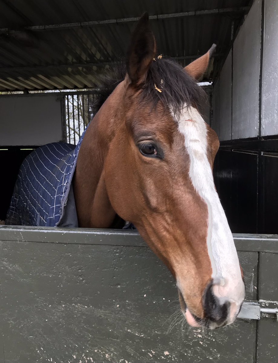 TeamHeartRacing's tweet photo. Ahoy there! Looking for some bounty? Join the ‘Hearties’ &amp; have a share in ANNE BONNY (Black Sam Bellamy) trained by @Neil_Mulholland. Related to Bag’s Groove &amp; Imperial Call, she might just win you some booty. 
All inc 5% shares £120 per month. NO buy in costs.
DM for deets ❤️🏇 https://t.co/yCIyhhEcQD