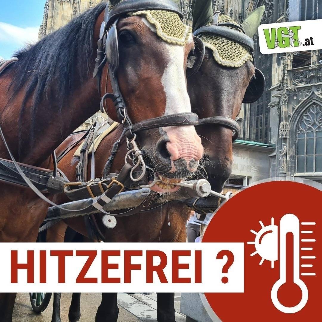 vgt_at's tweet photo. Heute kletterte die Säule des Themometers auf 35°, für die Fiakerpferde bedeutet es - HITZEFREI! Leider erst, nach dem sie bereits d bisherigen Tag über in der überhitzten Innenstadt in der direkten ☀️ am ungeschützten Standplatz stehen u Kutschen durch die Straßen ziehen mussten https://t.co/W91nwiECR0