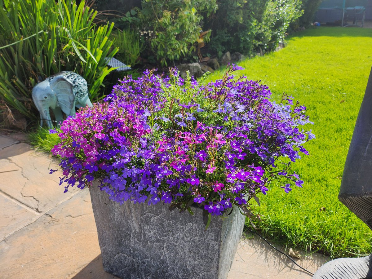 melodiemaker's tweet image. I am becoming quite the gardener in my old age...