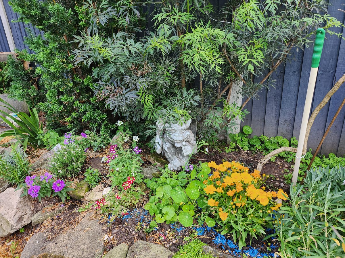 melodiemaker's tweet image. I am becoming quite the gardener in my old age...