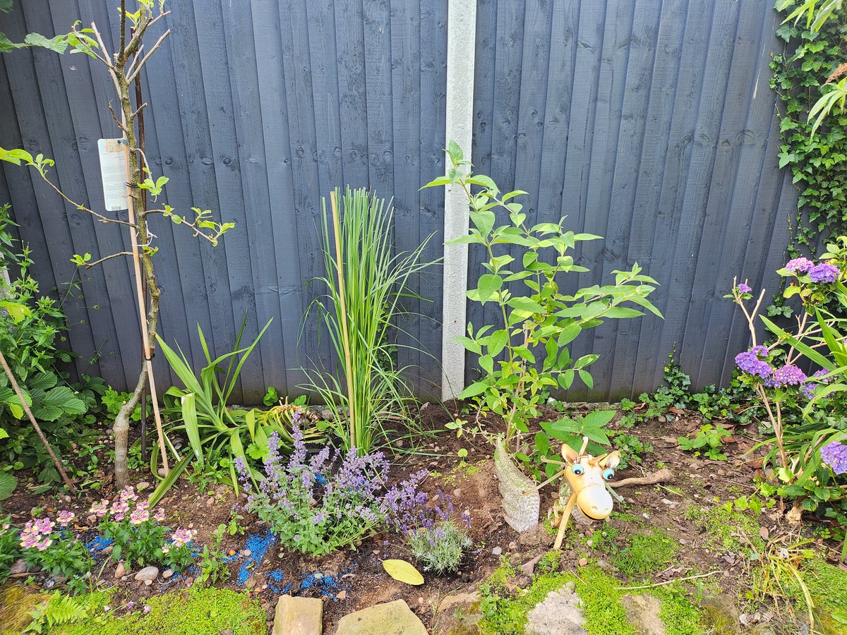 melodiemaker's tweet image. I am becoming quite the gardener in my old age...