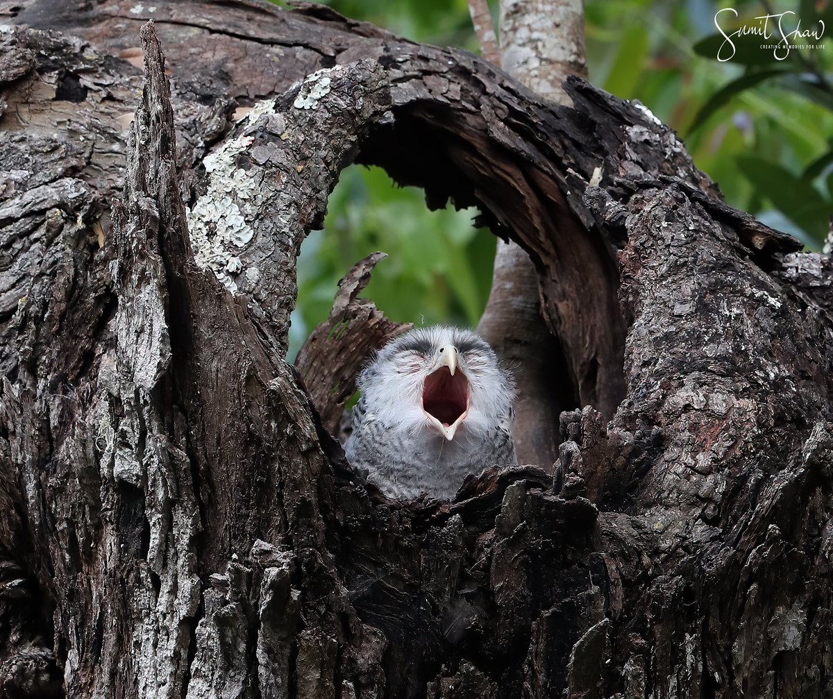 Spot-bellied Eagle Owl baby
#BirdsSeenIn2023 #IncredibleIndia #ThePhotoHour #IndiAves #BBCWildlifePOTD #TwitterNatureCommunity #WildlifePhotography #birdsphotography #popphotooftheday #BirdsOfTwitter #bbccountryfilemagpotd #naturelovers #photomodeling