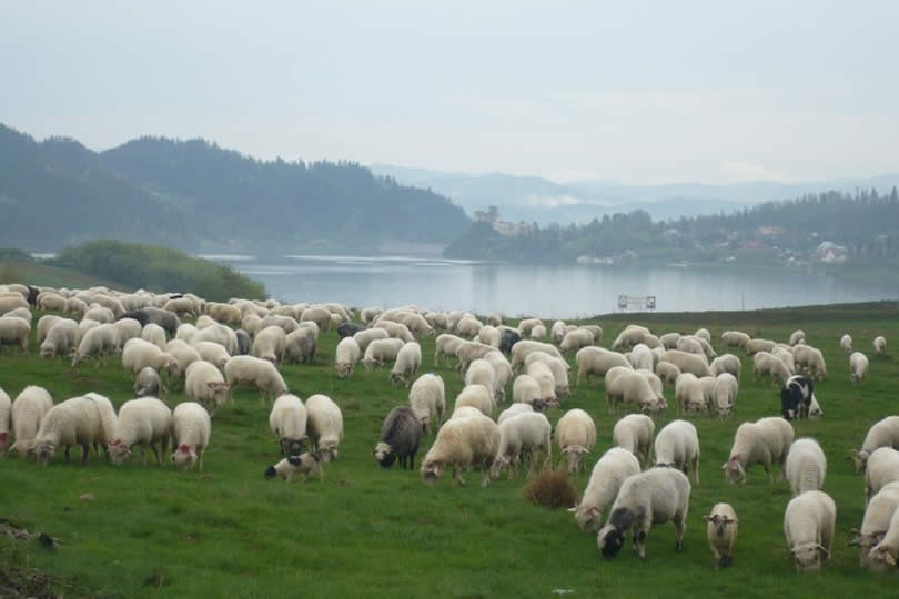 spanko24today's tweet image. 🗺 U BENEDYKTA BASEN LETNI KLUSZKOWCE
komfort #wypoczynek Gości indywidualnych i #grupy 
✨ pokoje 2-4os max. 54miejsca
✨ kilka z balkonem, z każdego rozpościera się przepiękny widok na Pieniny, #Gorce i Spisz
🛏 nocleg 70zł
🎯 spanko24.today/noclegi/pensjo…
#tujestklimat #kochamgóry