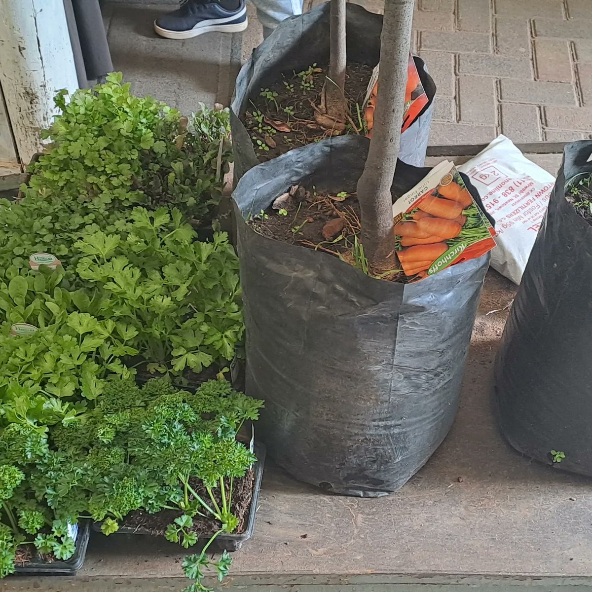 Getting ready with final preparations, to contribute towards food security, and to mitigate the effects of climate change, this Mandela Day 2023.
<a href="/CleanCitySA1/">Clean City SA NPC</a>
#FoodSecurity
#ClimateChange