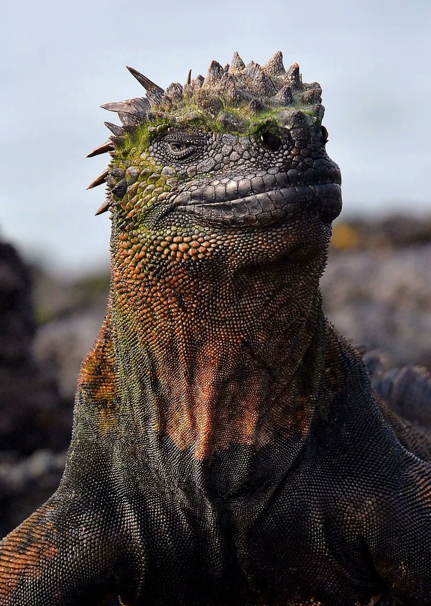 LeContempIateur's tweet photo. Un Iguane de mer (Amblyrhynchus cristatus). Il se trouve uniquement dans les îles Galapagos et a la capacité, unique parmi les lézards modernes, de se nourrir dans la mer, ce qui en fait un reptile marin. 

Son apparence semble tout droit sortie de l'époque des dinosaures. Le créature fantastique du film Godzilla aurait été inspirée en partie de ce sublime animal.
 
📸 One More Shot Rog