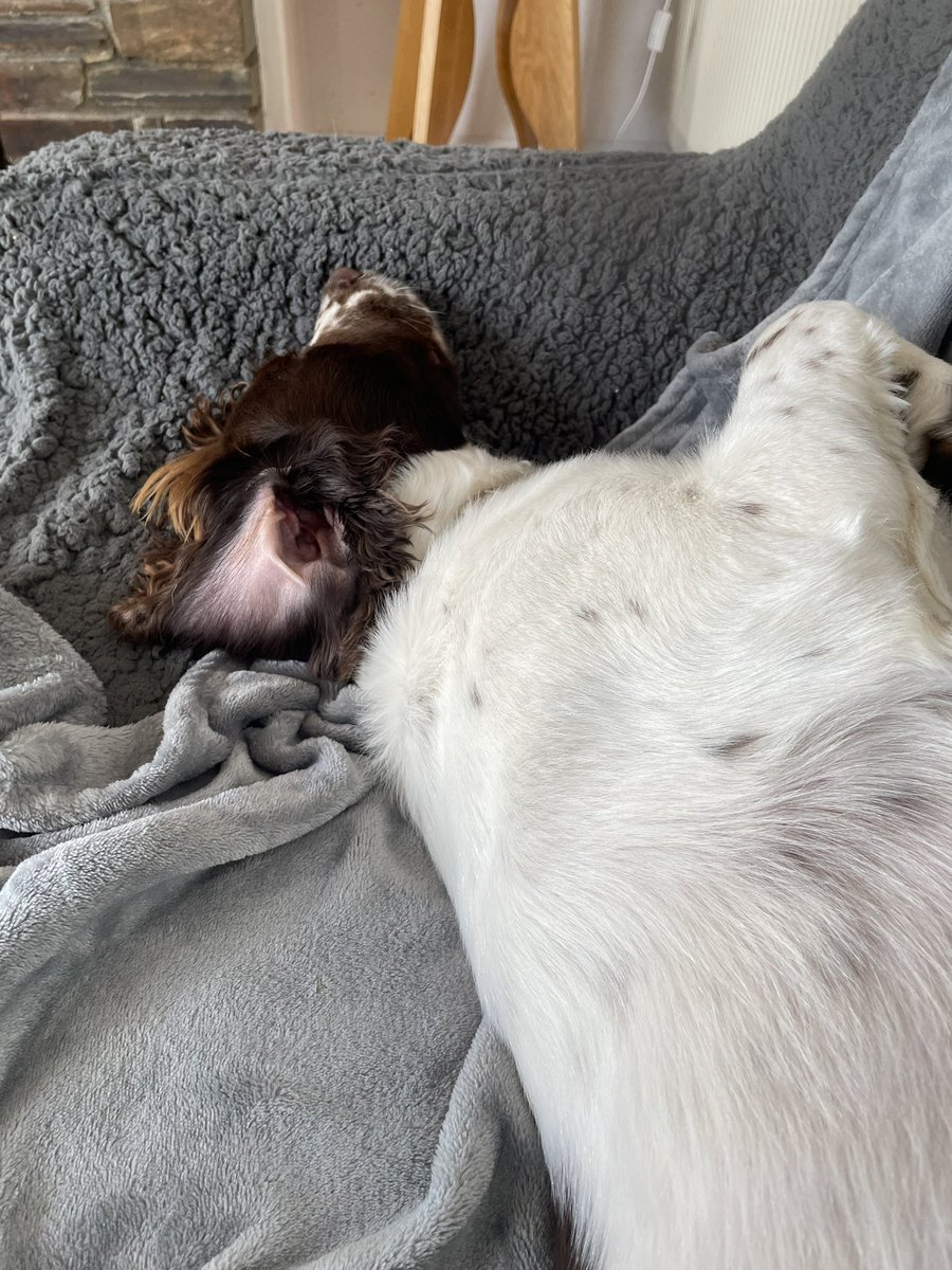 ShellyL1972's tweet photo. Time for a rest by the sea. Looks like Milo the dog got the memo first! #holidays #Cornwall #selfcare https://t.co/34NYx7vnfm