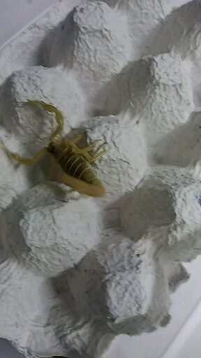 Iranian yellow scorpion in scorpion breeding class❤

#decentraDragon
<a href="/DecentraDragon/">Decentra Dragon</a> 
#NFTs 
#holders