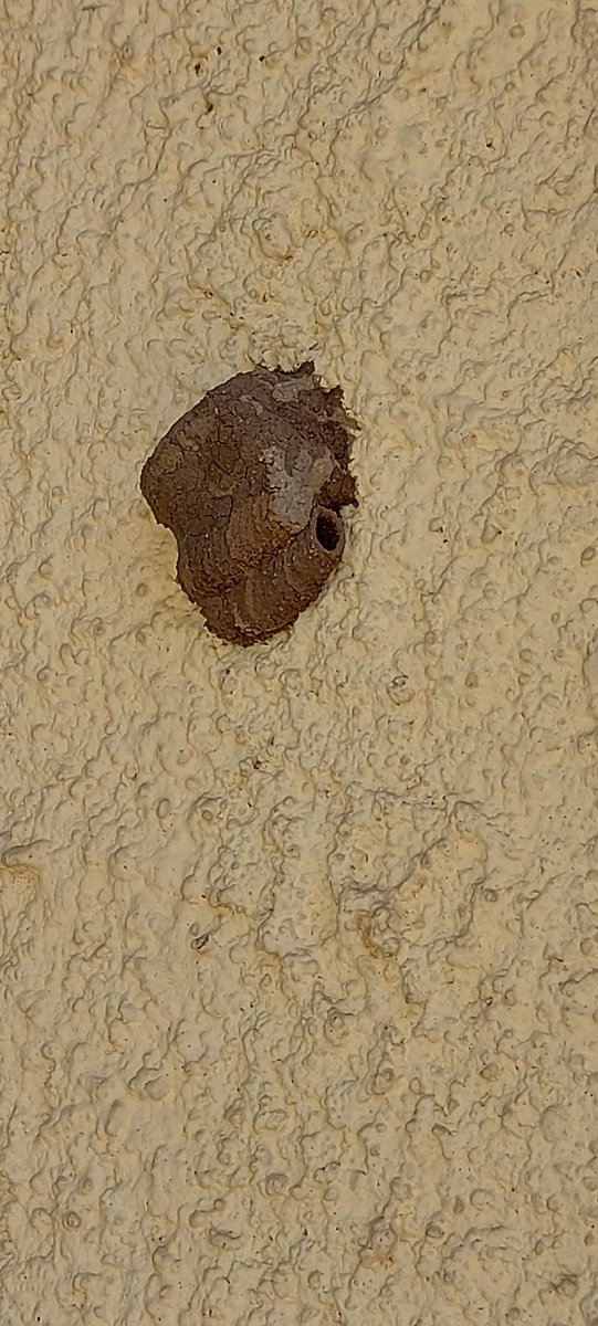 yolopez172's tweet photo. Bon dia!!!
Algú em podria dir que és això?
Com ho puc treure?
L'he trobat a una de les parets de casa.
Agrairia de la vostra ajuda.
Gràcies https://t.co/RC6k4Kmb2P