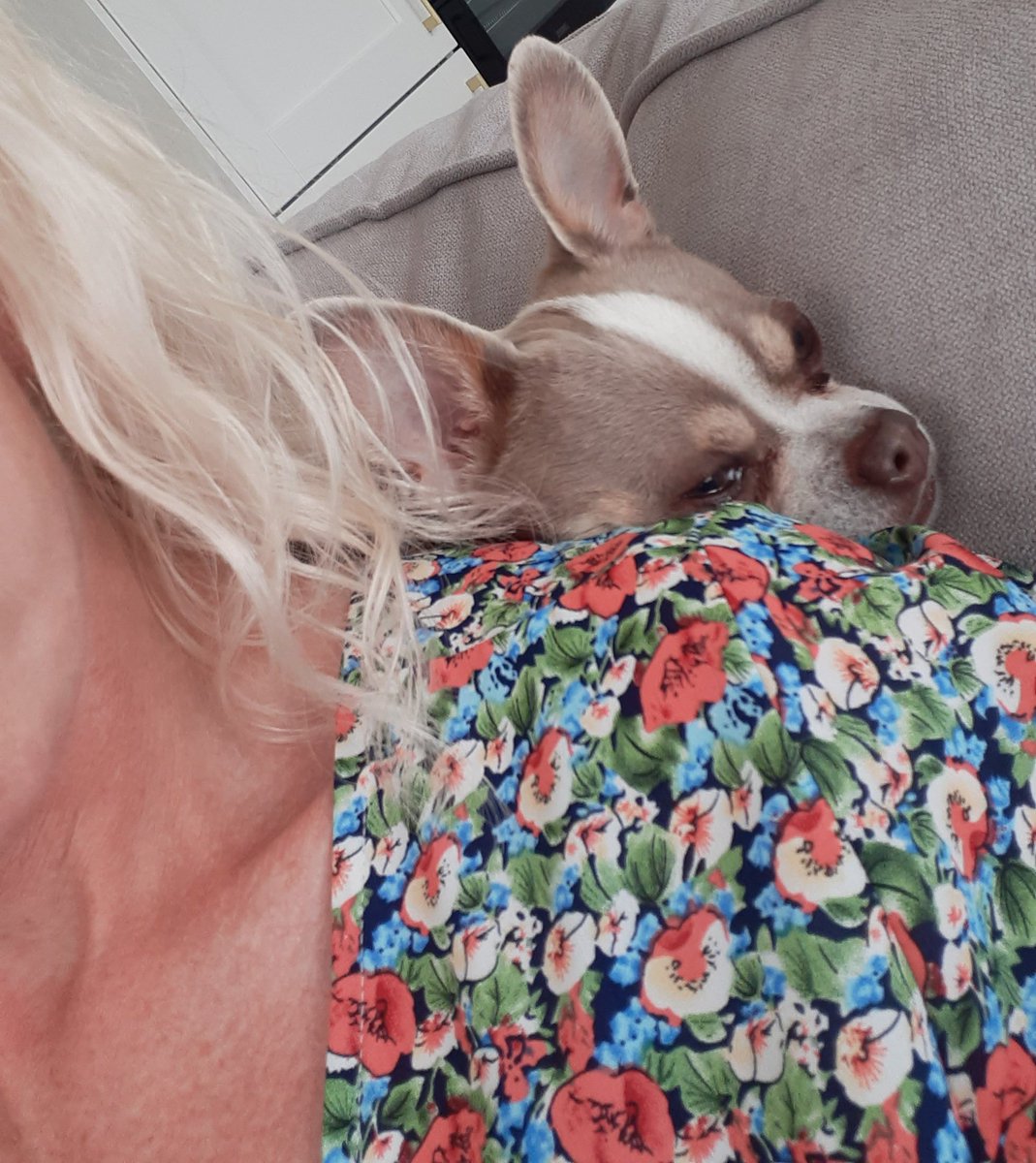 One of my favourite hiding spots #dogsoftwitter #SaturdayVibes #zshq