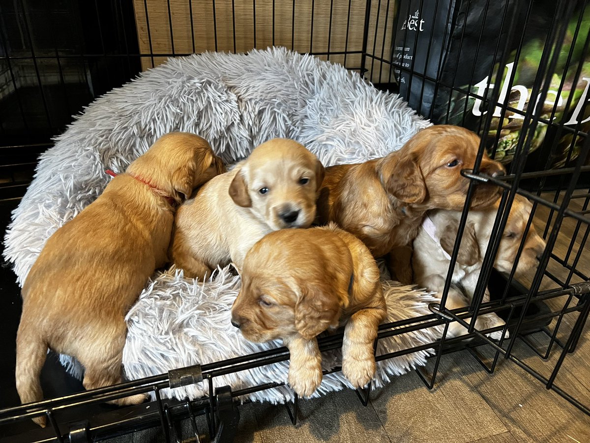 Mandyj72's tweet image. My beautiful Ivy has had a litter of 5 gorgeous brown/apricot f2 cockapoo puppies 💕 3 weeks old and will be ready to leave at 9 weeks, anyone interested send me a message 💕