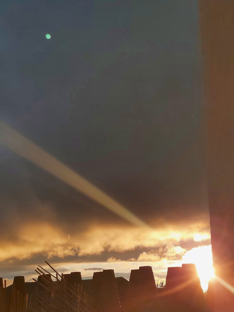 🌻|| paulina ||🌻 tweet media