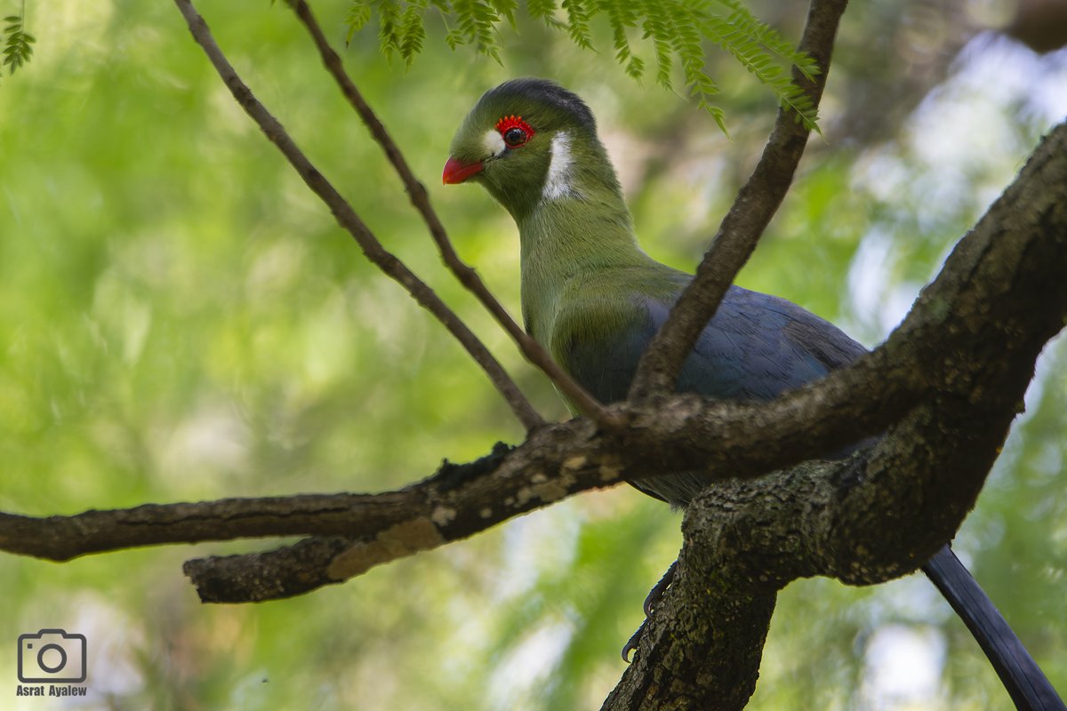 #BirdOfTheWeek - White-Cheeked Turaco  
Near endemic to Ethiopia (but I read on Wikipedia one or two have been sighted in a park in London - possibly escaped from captivity). 
Photographed in Bahirdar, Ethiopia 
#BirdsSeenIn2023 #BirdsOfTwitter #TwitterNatureCommunity #IndiAves