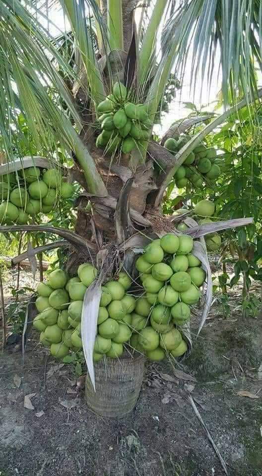 Sebuah ide usaha
Di indonesia belum ada setahu saya,, kelapa muda yang dipakai varietas cocopandan dari thailand
Berpohon pendek dan berbuah 3-5 tahun setelah tanam..

Gimana tertarik?
Mau tak buatin kebunnya? Apa mau tanam sendiri saya sediakan bibutnya 100 % asli