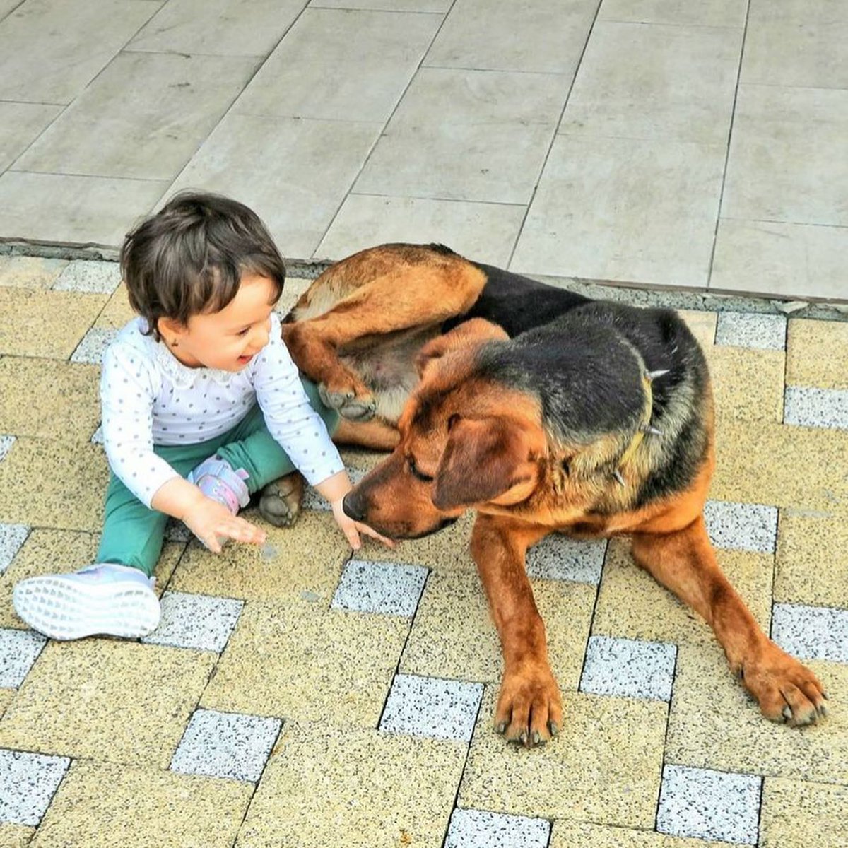 Sahte hesaplar arkasına sığınıp köpek itlafını savunanlara açık çağrımızdır: 5199 sayılı Hayvanları Koruma Kanunu'na göre bu eylemler yasaktır, cezası vardır. Sevgili komşularımız, lütfen sahte hesaplara itibar etmeyin, ihlalleri ve kanunsuzluğu savunanları yetkililere bildirin.