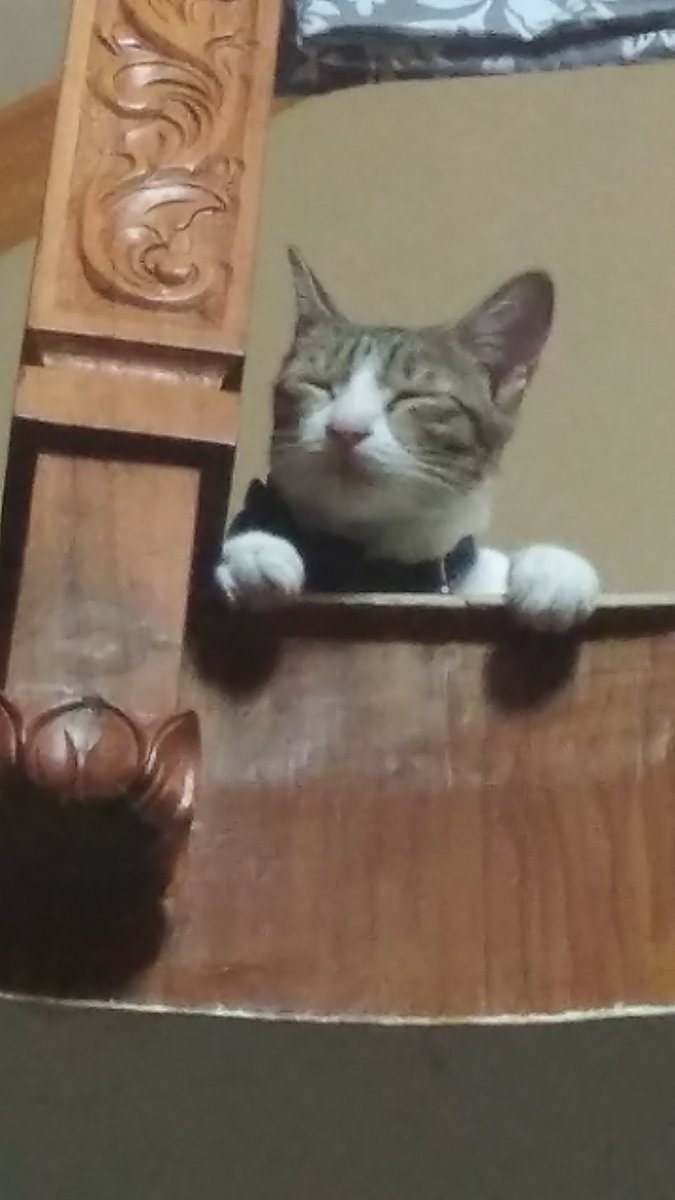 titsbaek's tweet photo. 🤎🐱🤍 https://t.co/Udr7nmgZ71