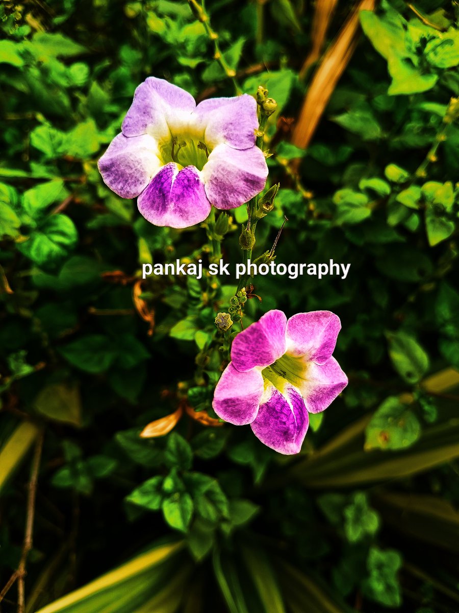 #NaturePhotography #NatureBeauty #worldphotography