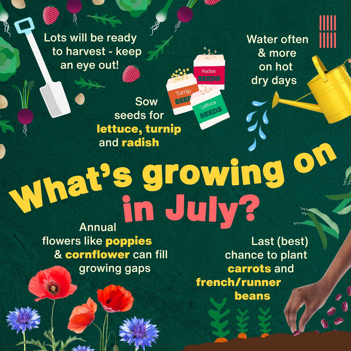 Some tips to start planting (and keep existing plants happy) in July 🌱 #WhatsGrowingOn