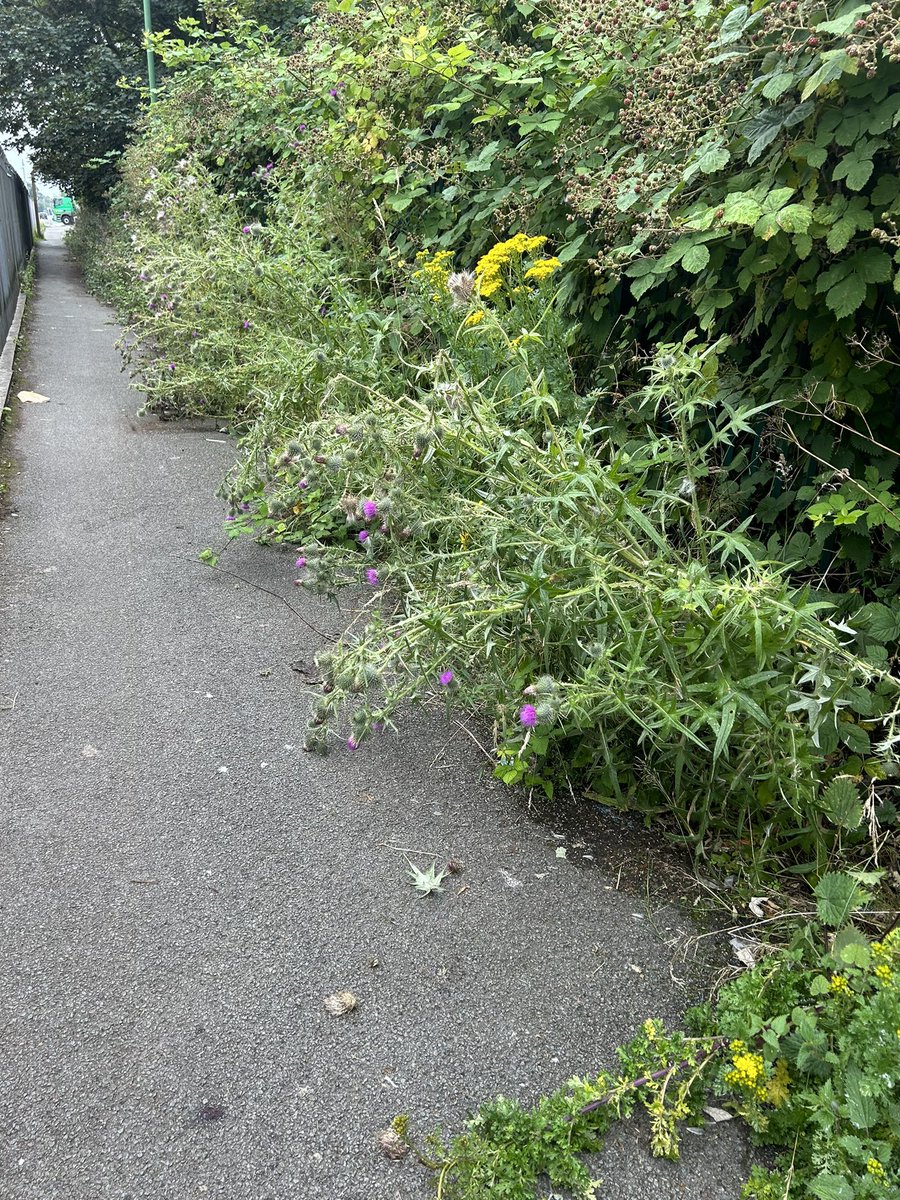 NickyJones74's tweet photo. @seftoncouncil this is the  well used path between Switch Island Leisure Park and Edward Jenner Ave.  It’s overgrown with weeds and nettles and is rather dangerous especially when walking through with children. https://t.co/a0yRuhG30f