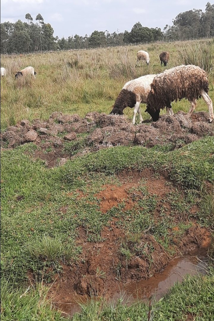 Kossie___'s tweet photo. Leo nayo vile nafeel wish ningekuwa home I herd sheep tukimbizane hivi nichangamke https://t.co/oemgmNO4uB