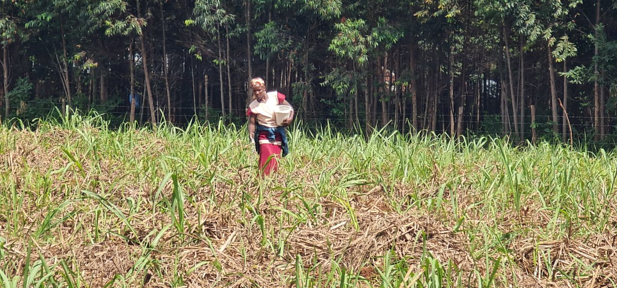 Cathy Cole Ltd tweet media