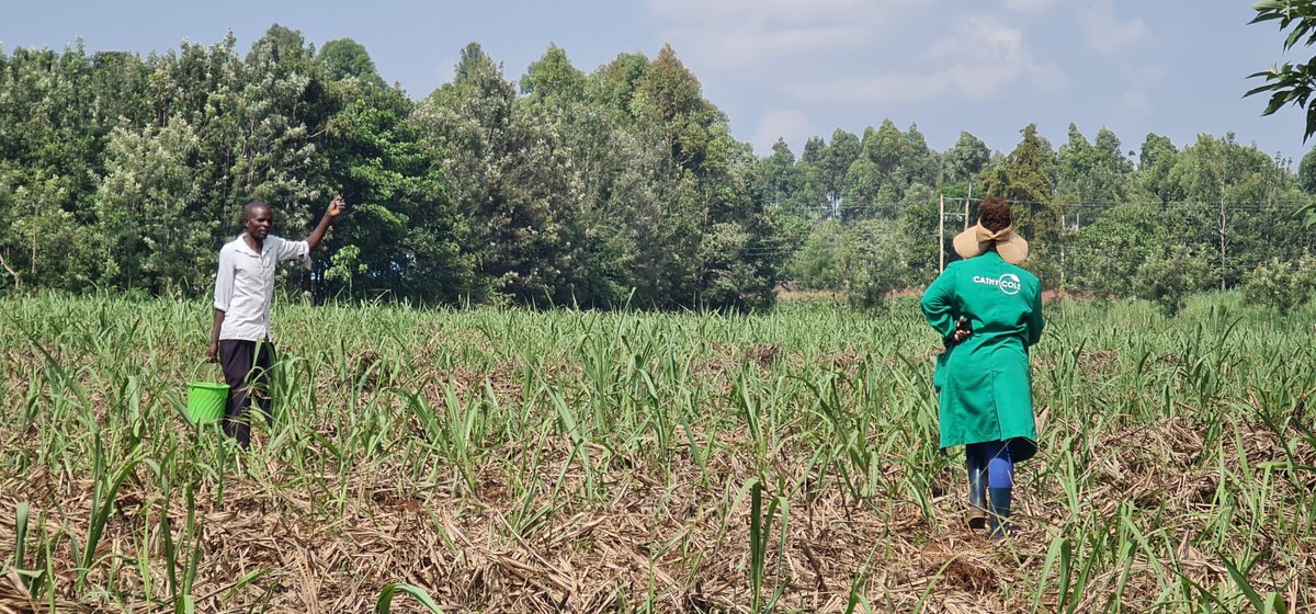 Cathy Cole Ltd tweet media