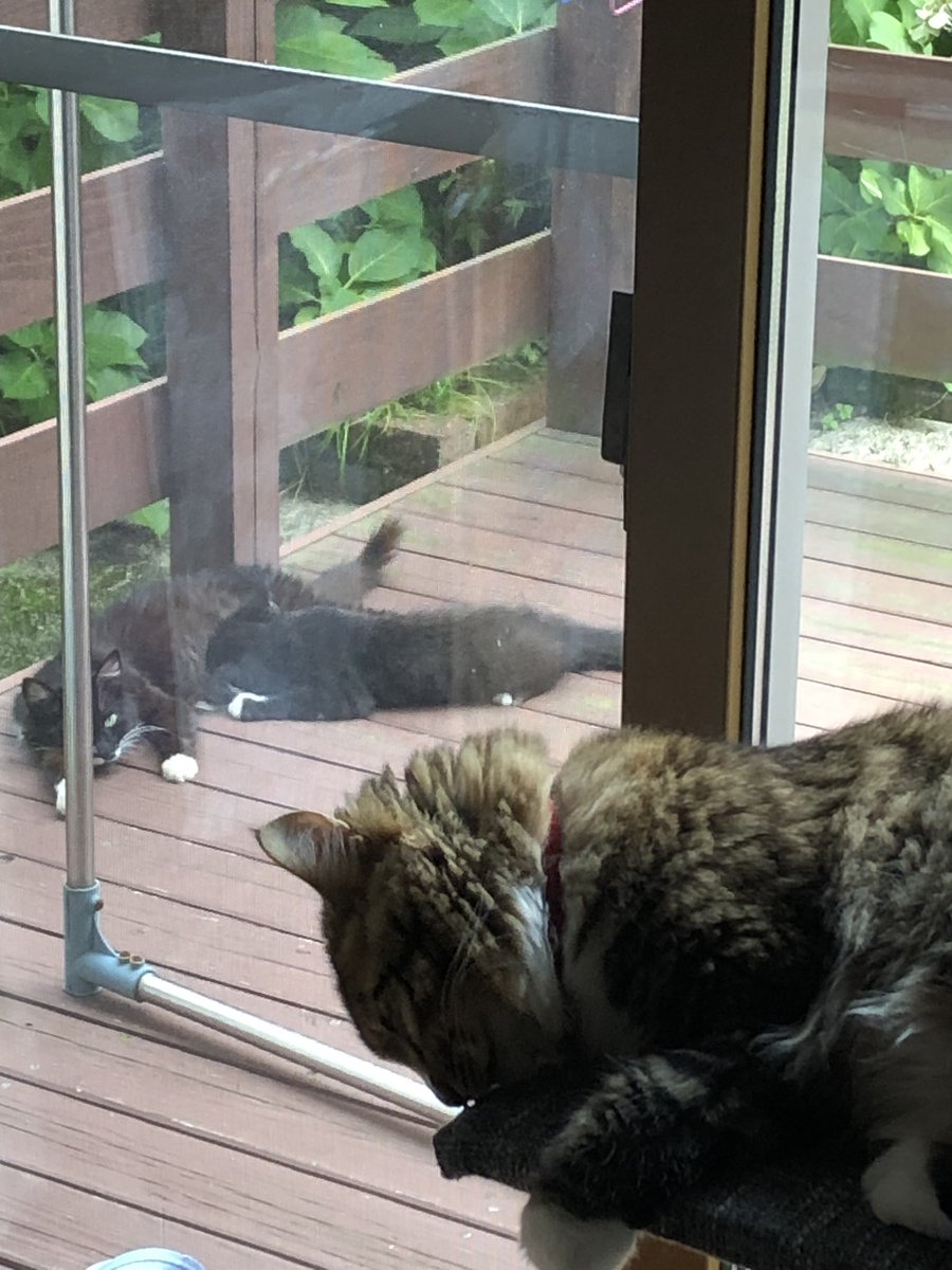 はなちゃん子育て日記
レオのおかあさんでもある「はなちゃん」のおっぱいをのむ「こはなちゃん」
親子ともに慣れてきました。
こはなちゃんはお迎え先が決まっててもうすぐ捕まえるつもりですが、この姿を見て切ない気持ちになってしまいました🥲
レオはキャットタワーで毛繕い🐱