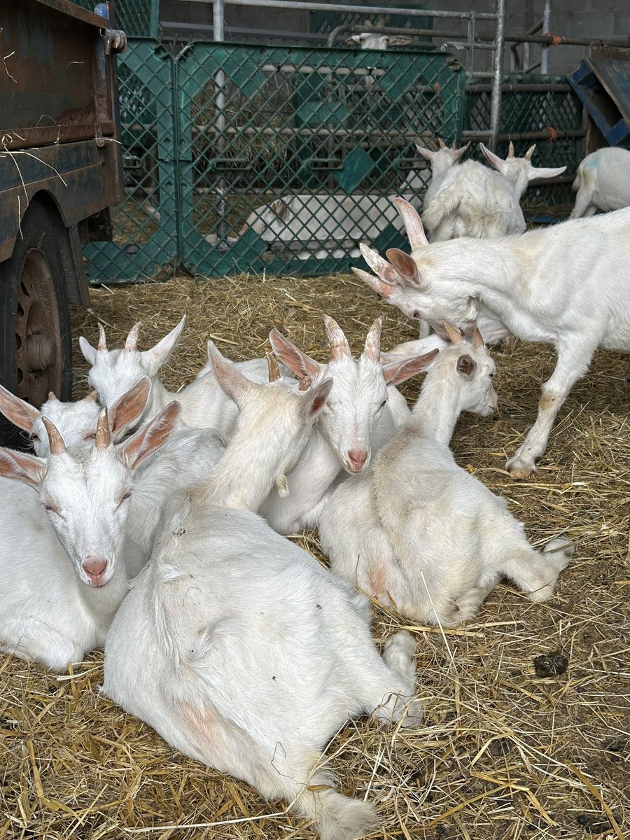 Birgitta HedinCurtin tweet media