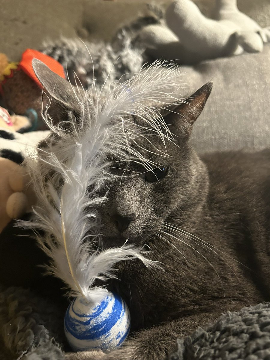 🪶 feathery camouflage handsomes 🪶 … #catsoftwitter #handsomes #loveyou