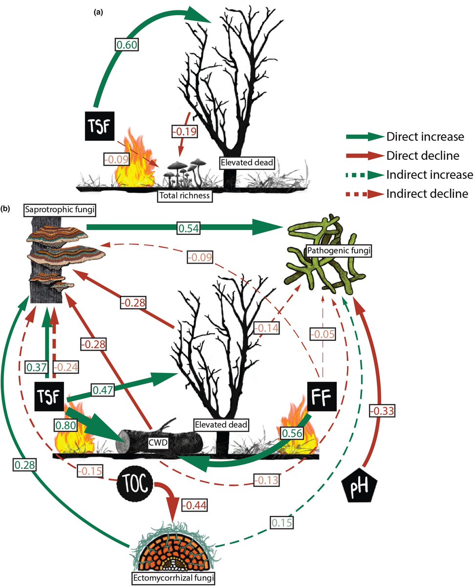 New fire 🔥 and fungi 🍄 paper out in @molecology led by @LeanneGreenwoo9 looking at how fungal communities shift with fire frequency & time-since-fire. A rare look into how fire shapes fungal communities in semi-arid landscapes. doi.org/10.1111/mec.17…