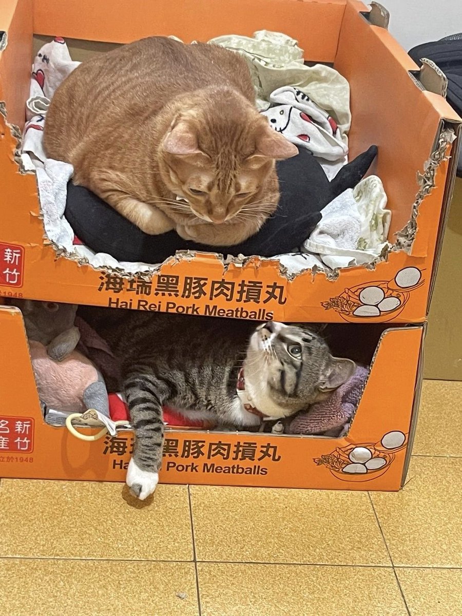 TranslatedCats's tweet photo. The second floor is about to collapse https://t.co/zfzqril93a