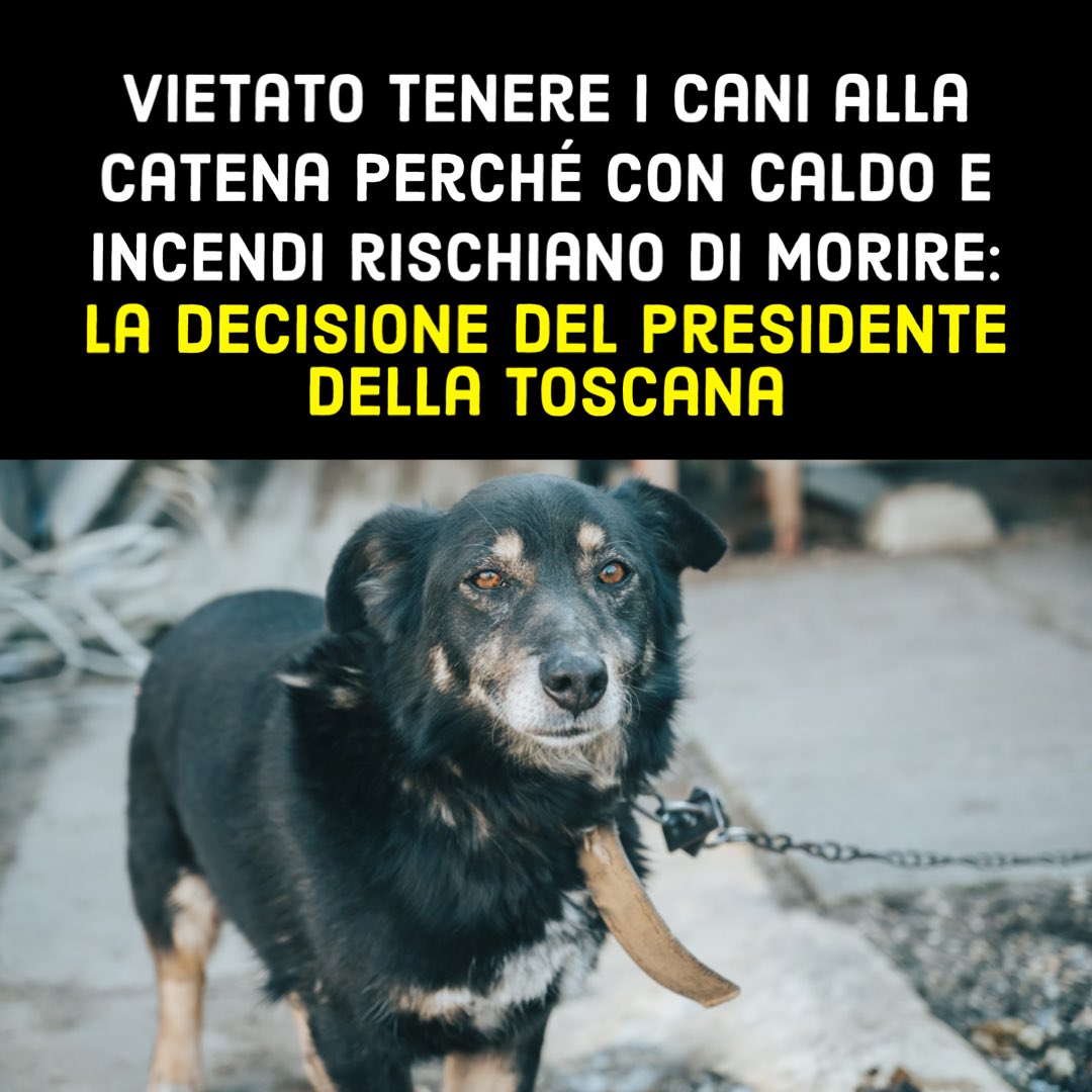 È arrivato il caldo torrido e io voglio pensare anche ai nostri amici a quattro zampe 🦮🐶
Chi li costringe ancora alla catena non potrà più farlo grazie all’ordinanza che ho firmato. Da oggi chi sbaglia, paga: basta con questa pratica crudele! #liberidallecatene