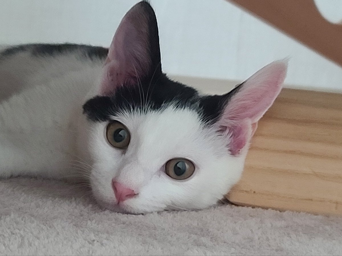 3-4개월 추정 캣초딩 (스)크림이 평생 가족을 찾아요 당신이 찾던 바로 그 개냥이 🥹 어미를 잃고 한참을 우렁차게 울어 애칭은 (스)크림이 되었어요 이제는 안 울어요 사랑 많은 가족을 찾습니다 🫶  #평생가족 #고양이입양 #RT부탁드려요