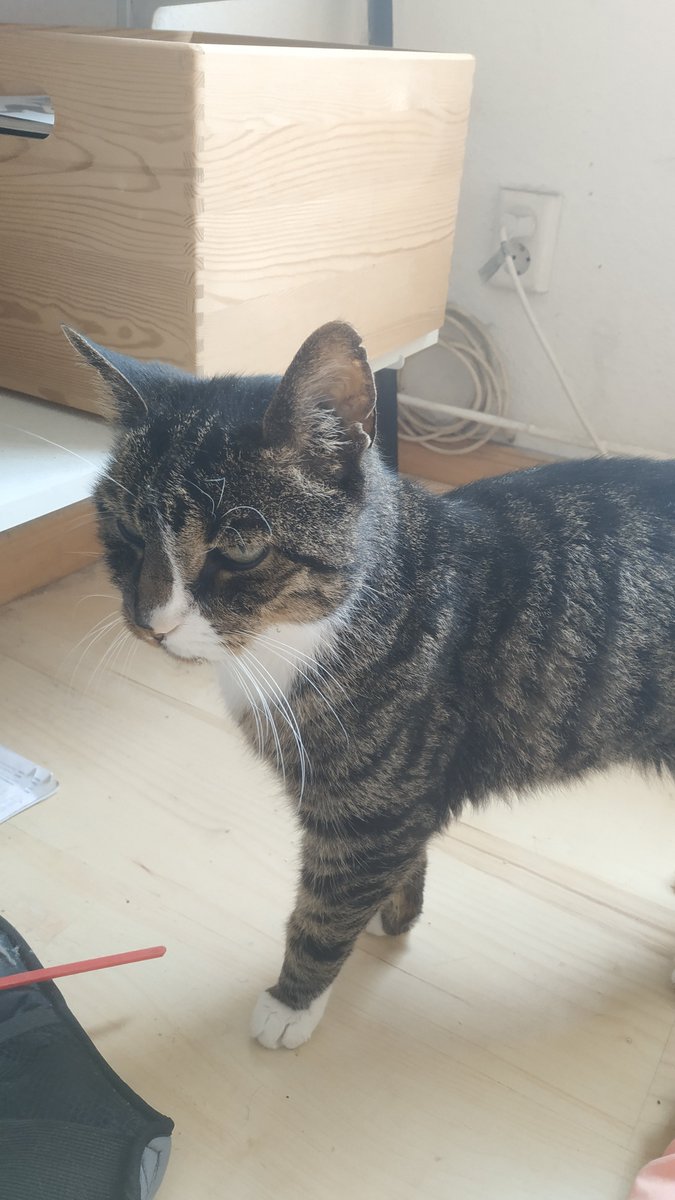 BuganDonneraxt's tweet image. Hey @LazyBearGames &amp;lt;3 Here is your daily motivating-cat-piture! Today is our 5 Year anniversary of the daily motivating-cat-picture! :) Its sad that Stummel is not with us anymore, but Findus is still going strong! :) Lets get some cake and have an amazing weekend! #CatsOfTwitter